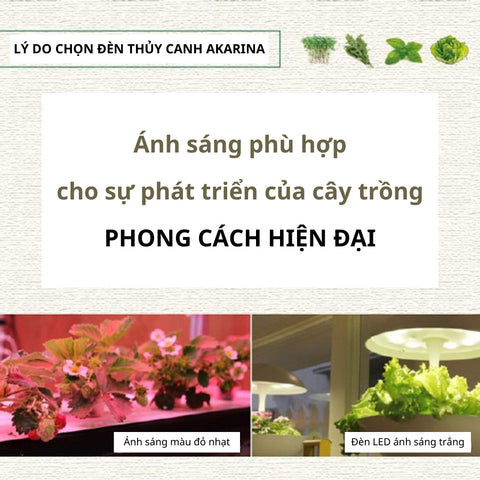 Lợi ích của việc trồng rau thủy canh bằng đèn trồng cây Akarina